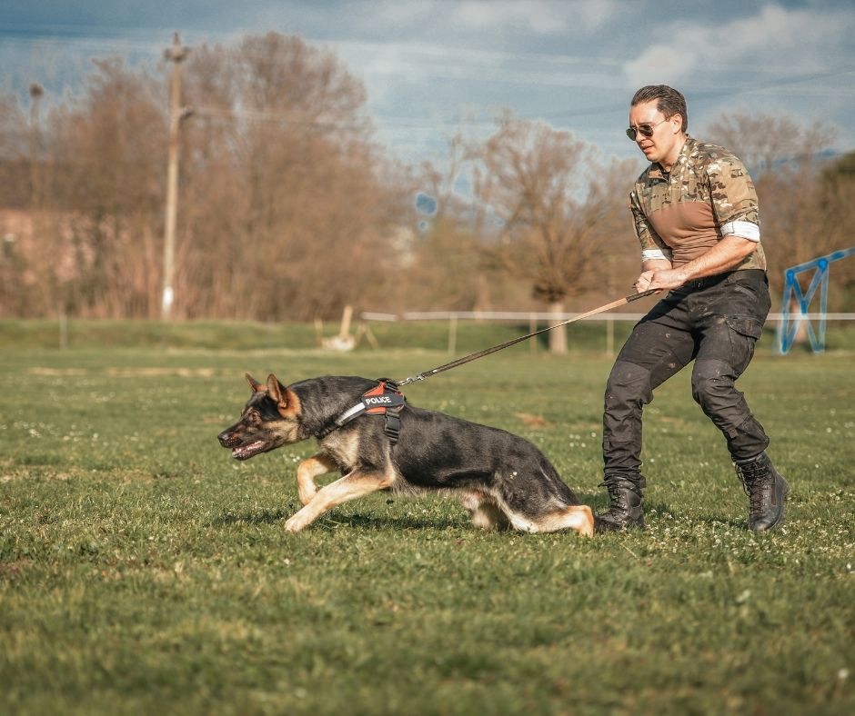 Built for Duty: A No-BS Look at the History of K9 Units