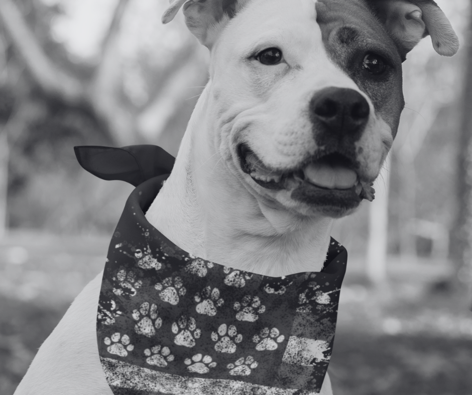 All Dog Bandanas